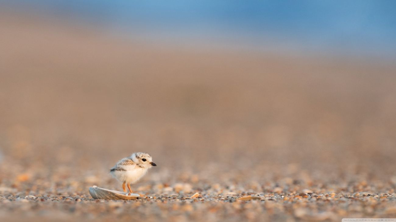 Adorable Baby Gull Bird Wallpaper
