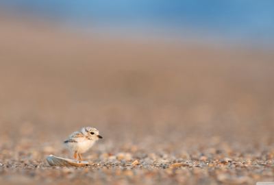 Adorable Baby Gull Bird Wallpaper