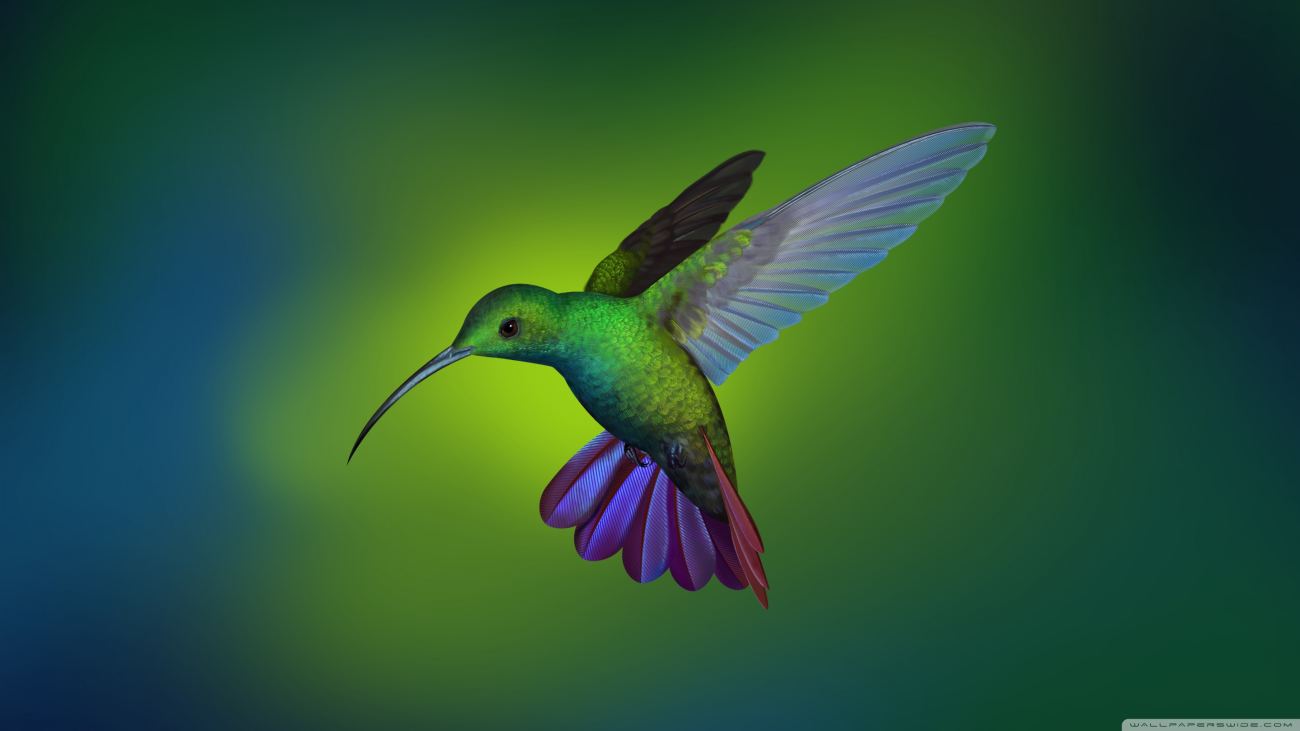 Beautiful Hummingbird Art Wallpaper