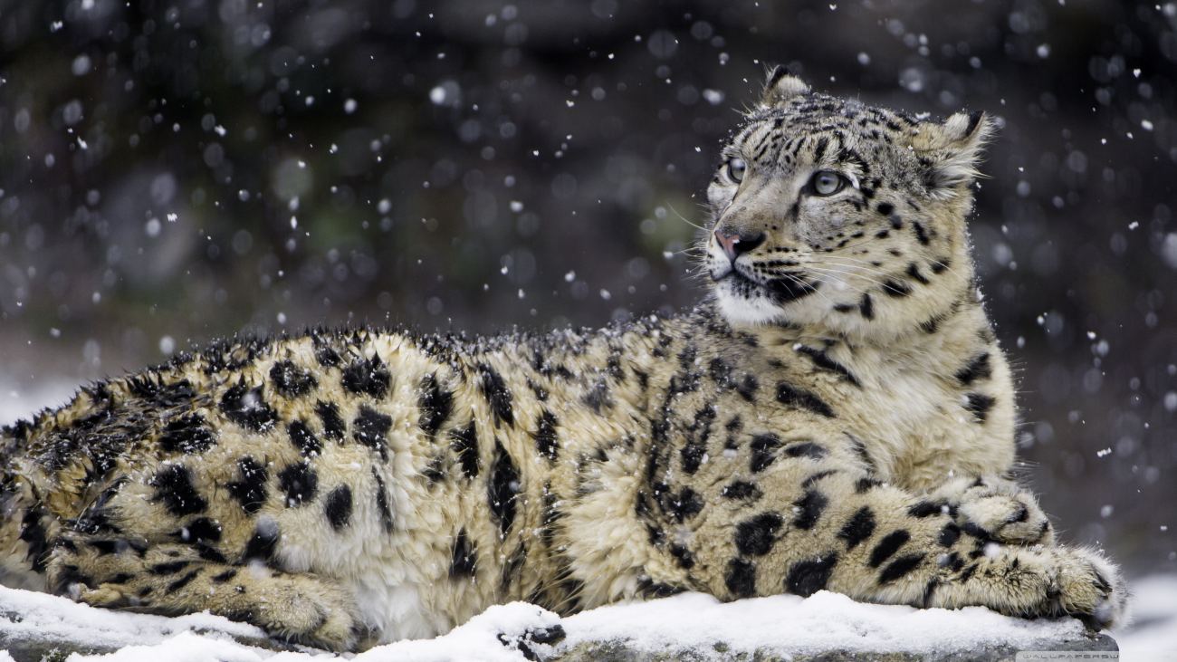 Beautiful Snow Leopard Wild Animal Snowflakes Winter Wallpaper