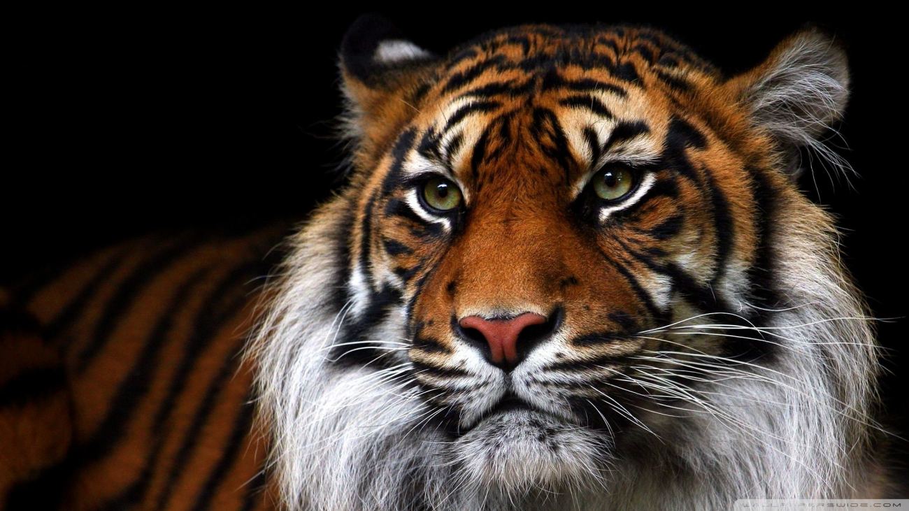 Beautiful Tiger Animal Wallpaper