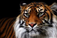 Beautiful Tiger Animal Wallpaper