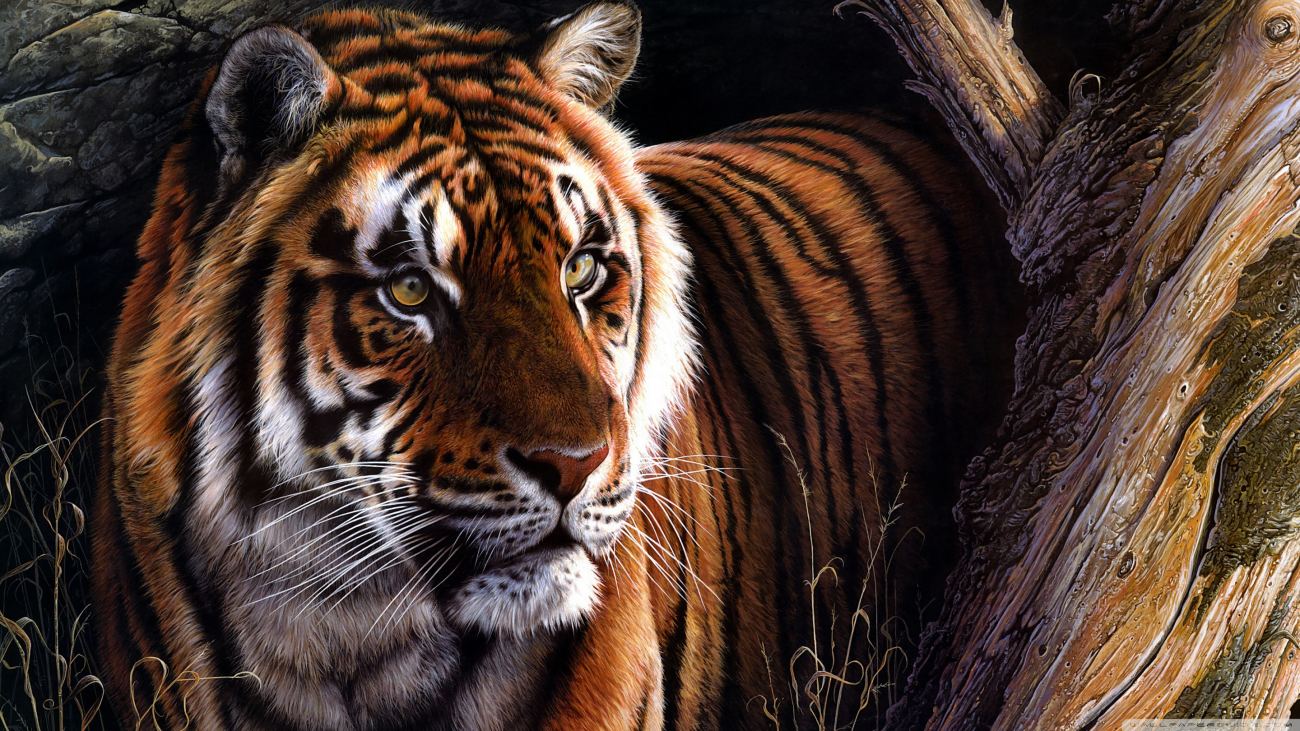 Beautiful Tiger Wallpaper