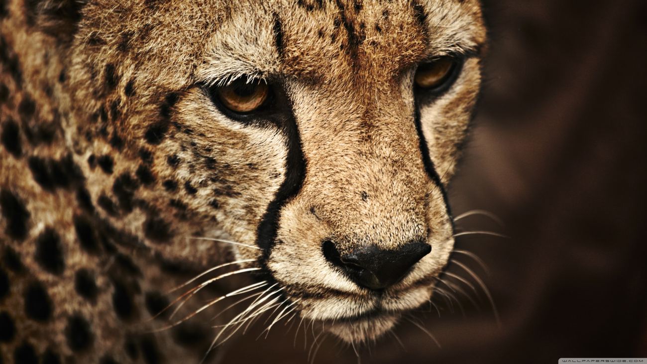 Cheetah 9 Wallpaper