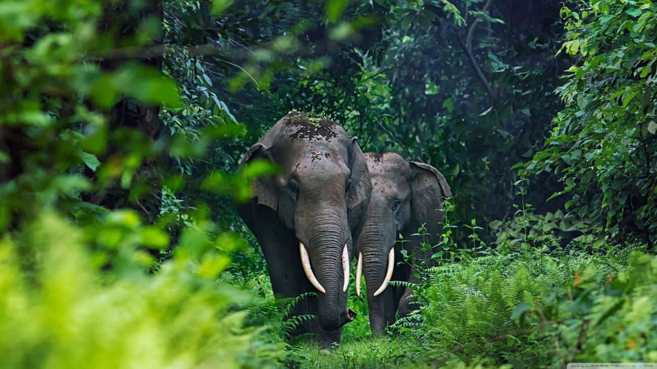 Download Wildlife Ultrahd Wallpaper