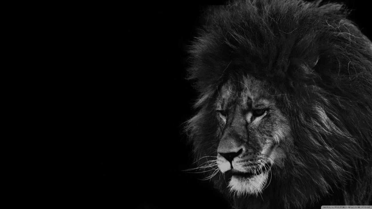 Lion Black And White 2 Wallpaper