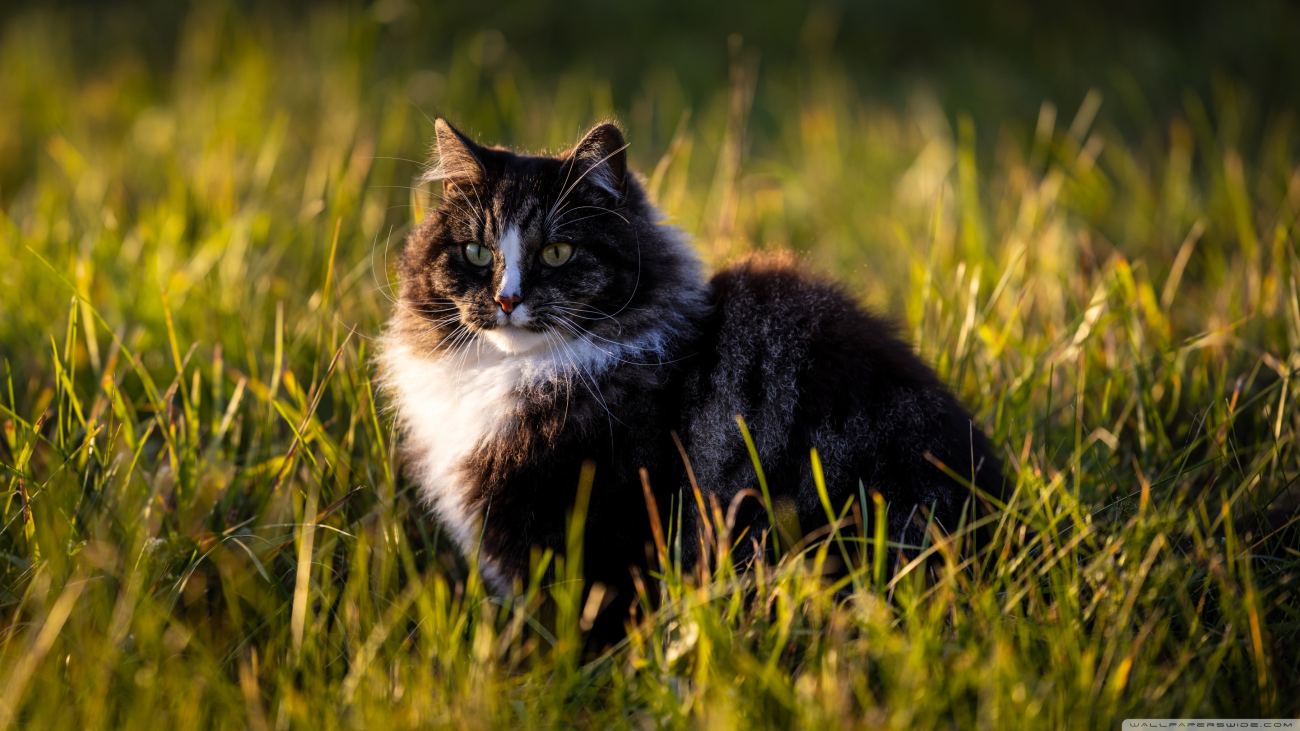 Norwegian Forest Cat Wallpaper