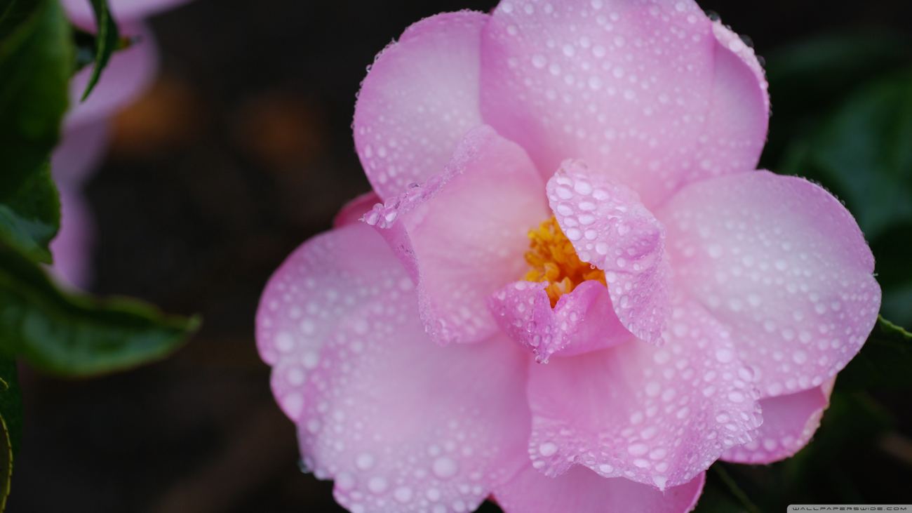 Pink Camellia Flower Macro Wallpaper