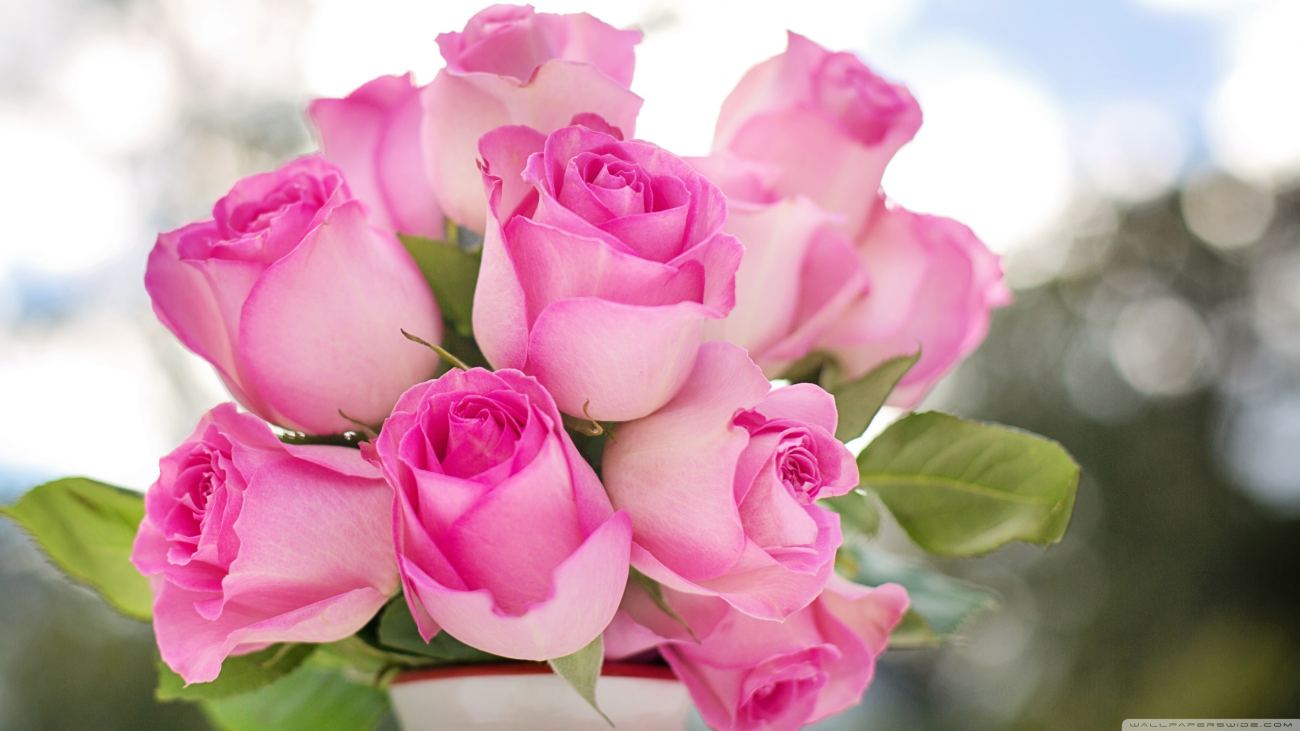 Pink Roses Buds Wallpaper