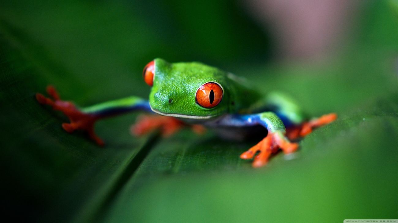Red Eyed Tree Frog Macro Wallpaper