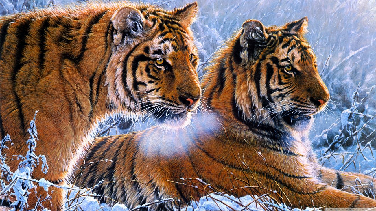 Tigers 2 Wallpaper