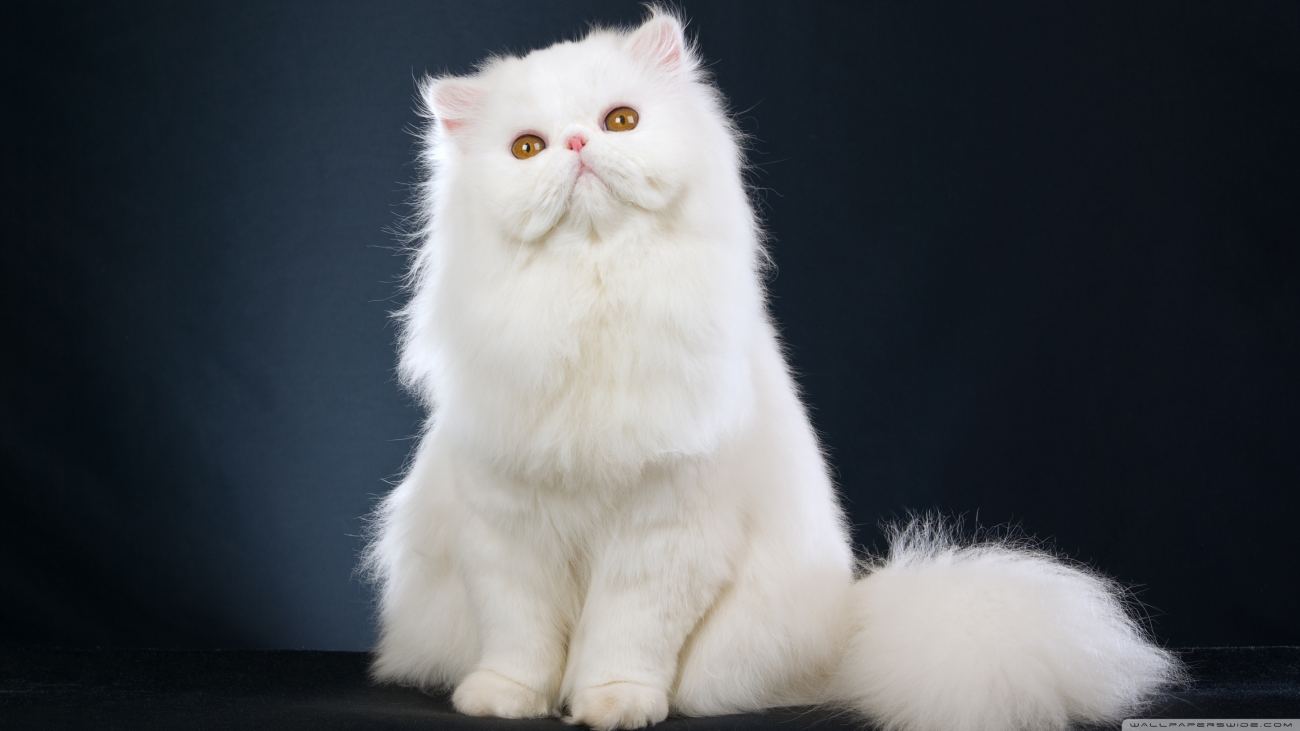 White Fluffy Cat Wallpaper