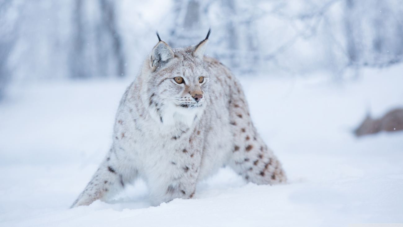 Wild Cat 7 Wallpaper