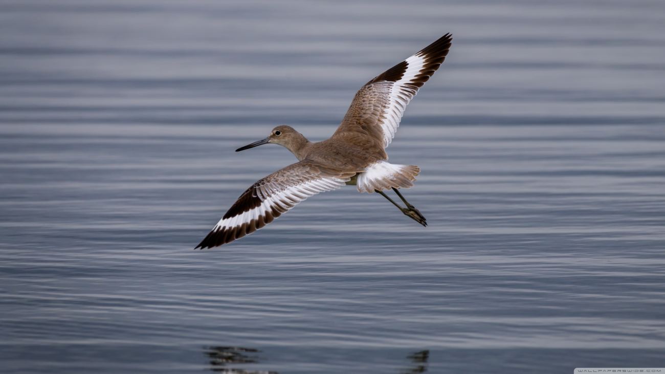 Willet Tringa Semipalmata Bird In Flight Wallpaper