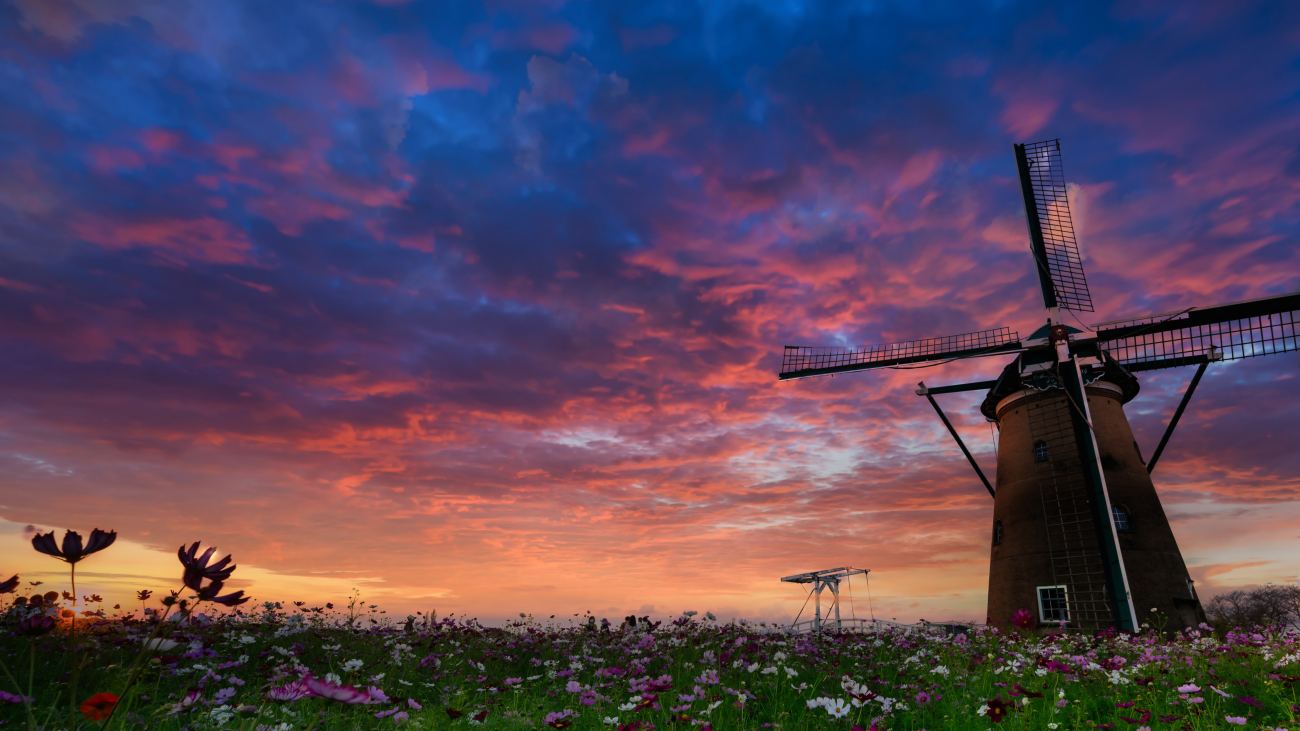 Windmill Purple White Flowers Field Under Blue Black Clouds Sky 4k 5k Hd Travel