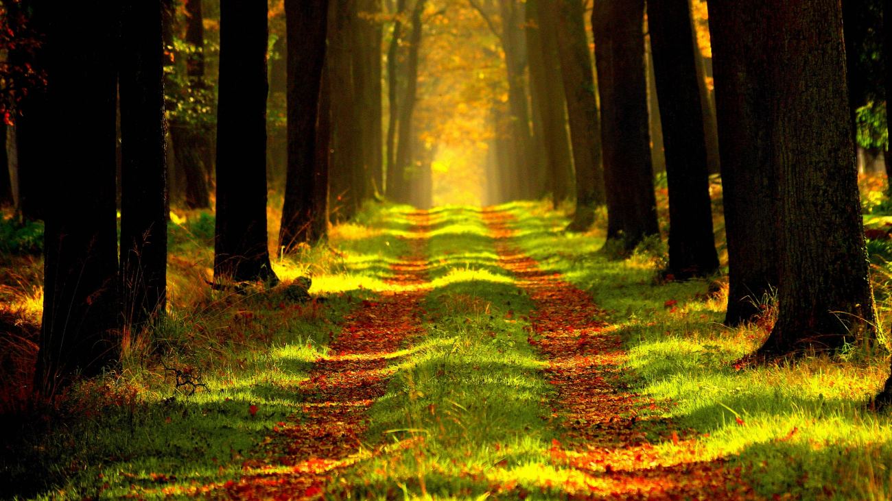Forest 14k Hd Wallpaper