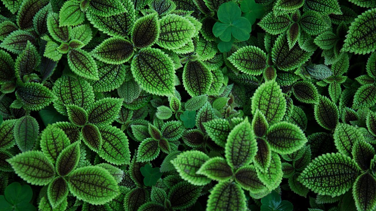 Green Leaves 4k Hd Wallpaper