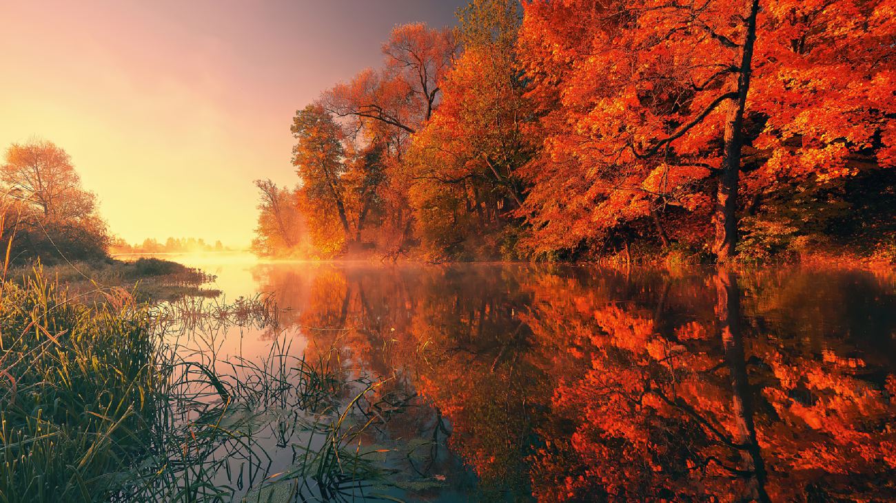 Trees Fall Reflection Autumn 4k